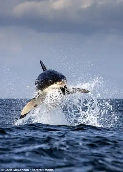 LO SQUALO BIANCO CHE SBRANA UNA FOCA FANTOCCIO 