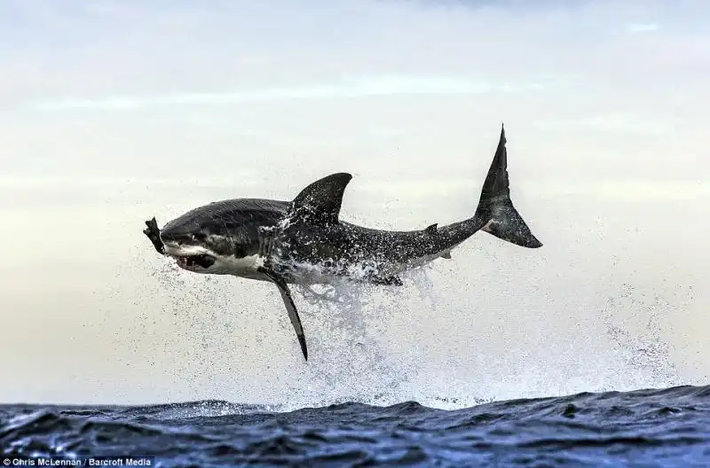 LO SQUALO BIANCO CHE SBRANA UNA FOCA FANTOCCIO 