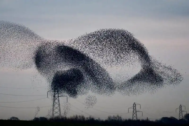 UNO STORMO DI UCCELLI IN GRAN BRETAGNA 