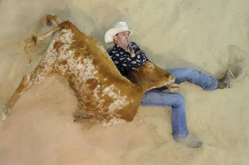 terry evisgon wrestles a steer at a rodeo in australia 