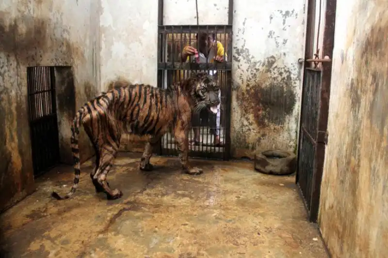 UNA TIGRE AMMALATA IN UNO ZOO INDONESIANO 