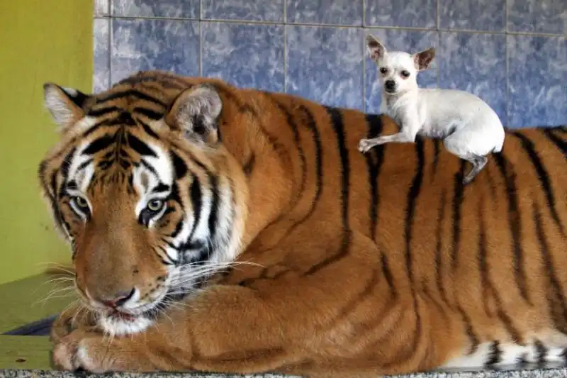 La tigre e il chihuahua a Maringa Brasile 