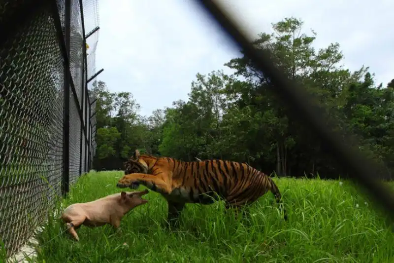 UNA TIGRE SCHERZA CON UN MAIALE PRIMA DI UCCIDERLO IN UN PARCO NATURALE A SUMATRA 