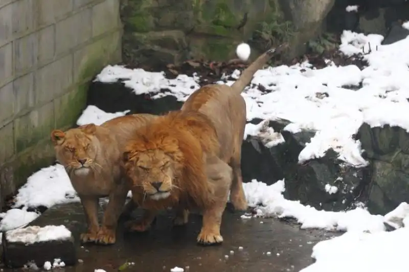 I turisti tirano palle di neve nello zoo Hangzhou 