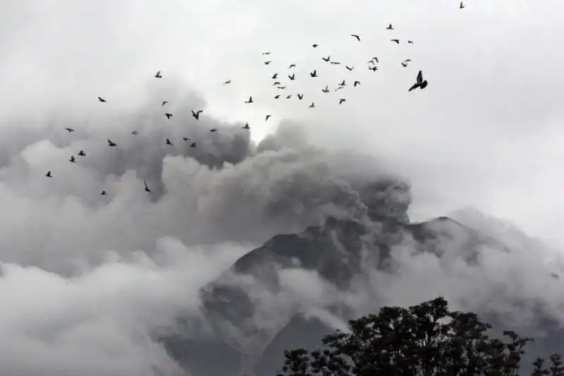 UCCELLI IN CIMA AL MONTE SINABUNG IN INDONESIA 