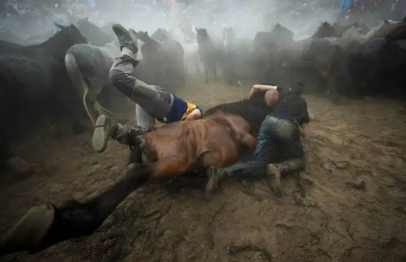 cavallo selvaggio