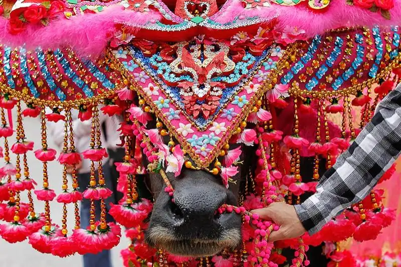 chonburi's annual buffalo race festival