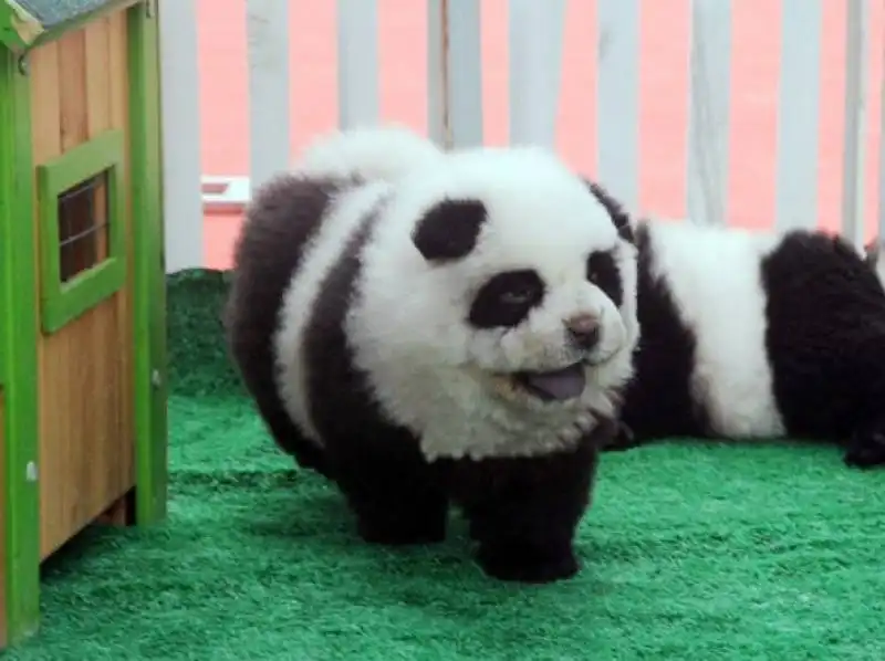 CIRCO ORFEI - UN CHOW CHOW CAMUFFATO DA PANDA