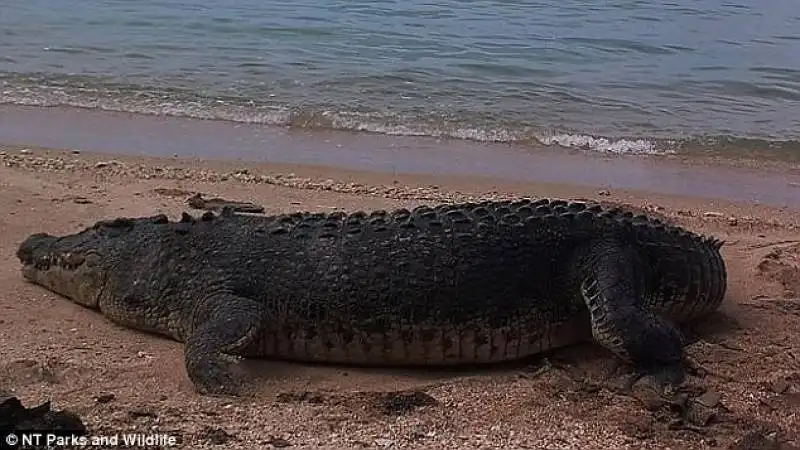 coccodrillo marino divora tartaruga 1