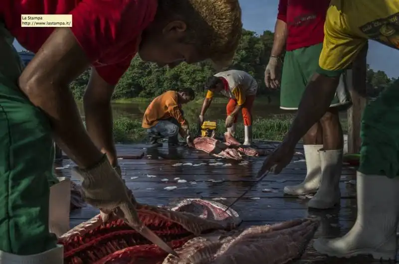 fishermen cleaned fresh pirarucu