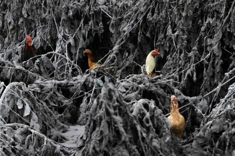 galline nord sumatra