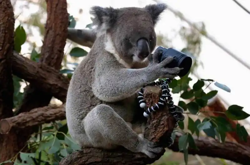 koala fotografo