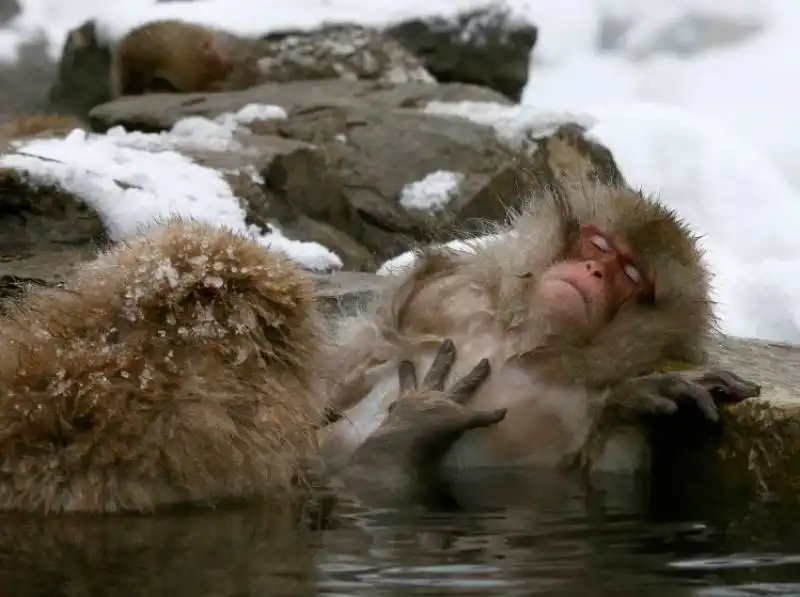 macachi alle terme