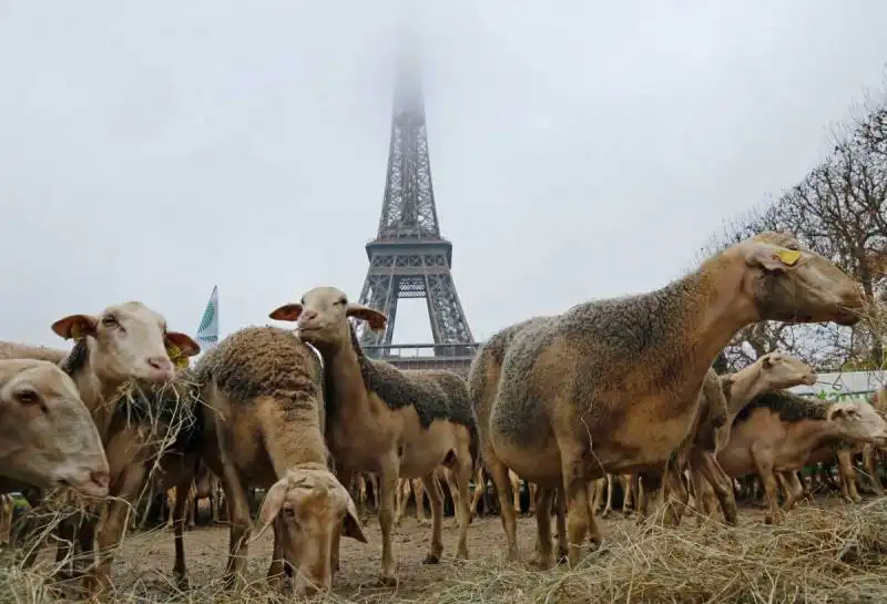 pecore e tour eiffel