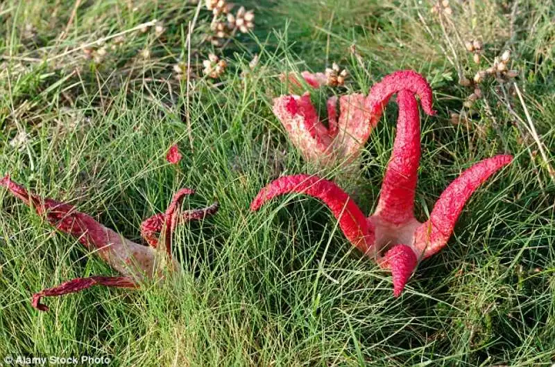 clathrus archeri