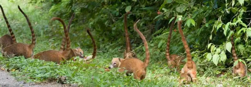 coati