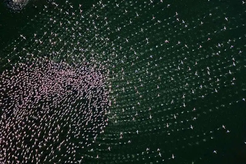 fenicotteri al lake bogoria national park in kenya   foto di martin harvey