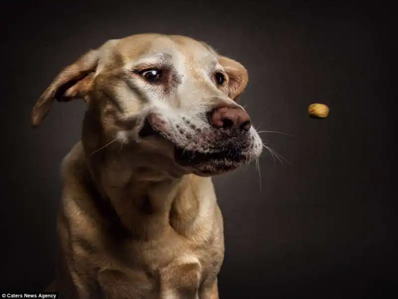 il labrador di christian vieler