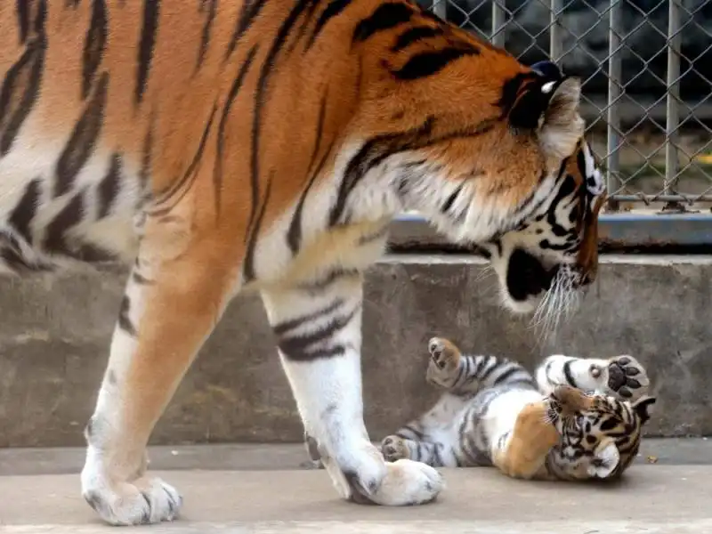 la tigre siberiana 