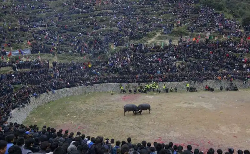 lotta tra tori a congjiang