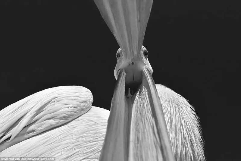 marsel van oosten namibia