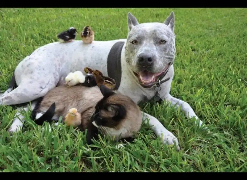 pitbull gatto e pulcini