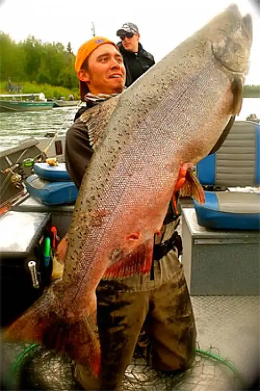 SALMONE DELL ALASKA