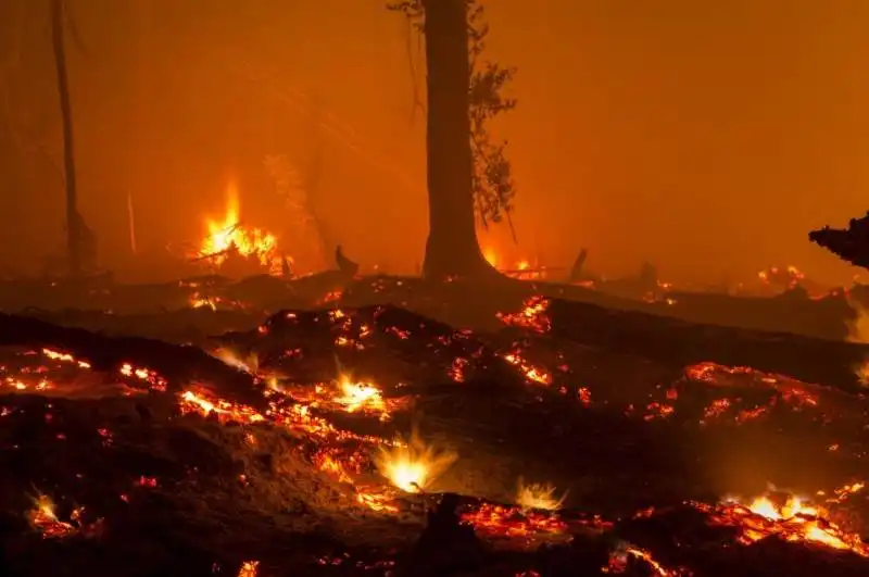 ulet ifansasti incendio nella foresta di peatland nel centro del kalimantan in indonesia