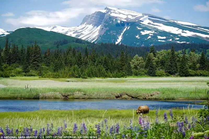 un orso al clark national park in alaska