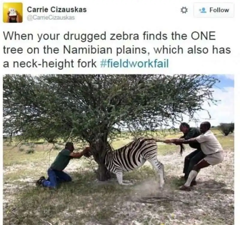 una zebra e rimasta incastrata in un albero 