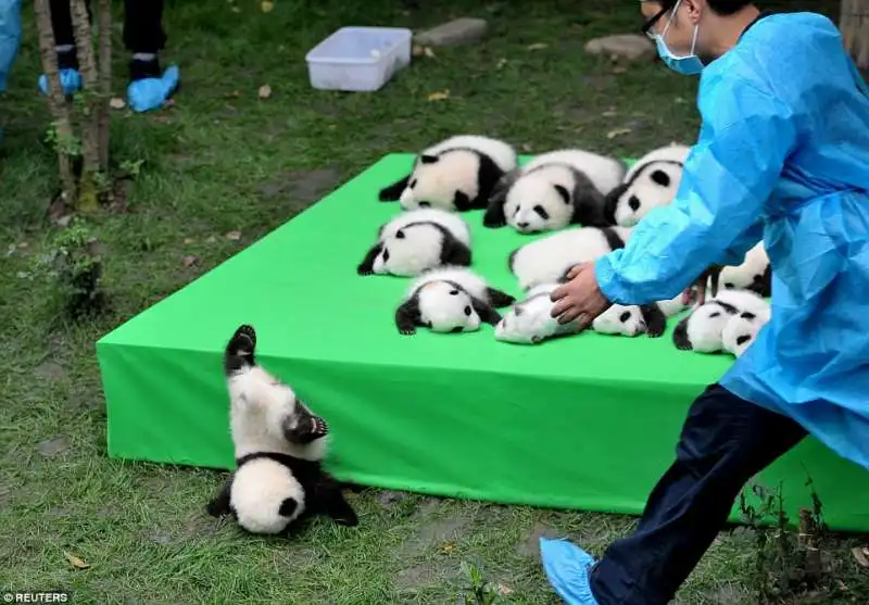 23 cuccioli di panda nati in cina