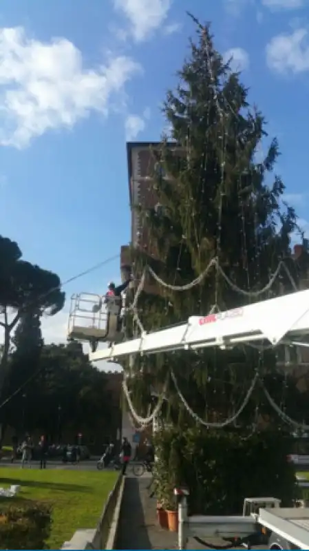 ALBERO PIAZZA VENEZIA