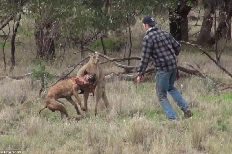 canguro assalta un cane greig tonkins lo prende a pugni