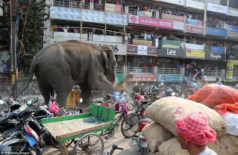 elefante a siliguri