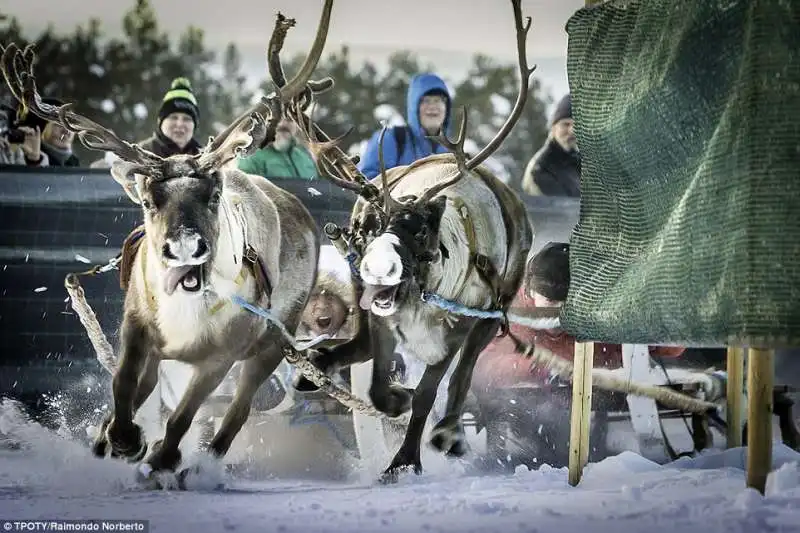 gara delle renne in svezia