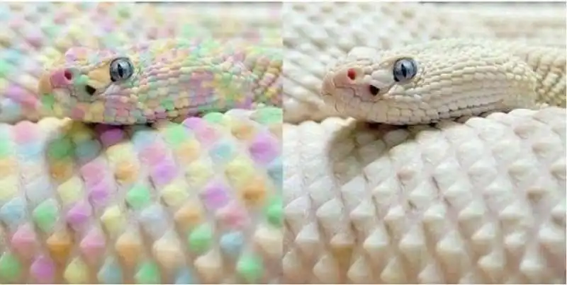 il serpente arcobaleno non esiste