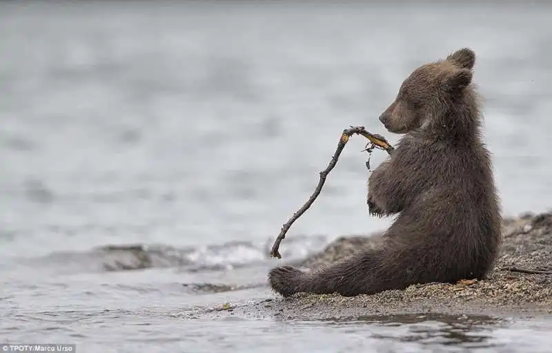 orsetto in  kamchatka