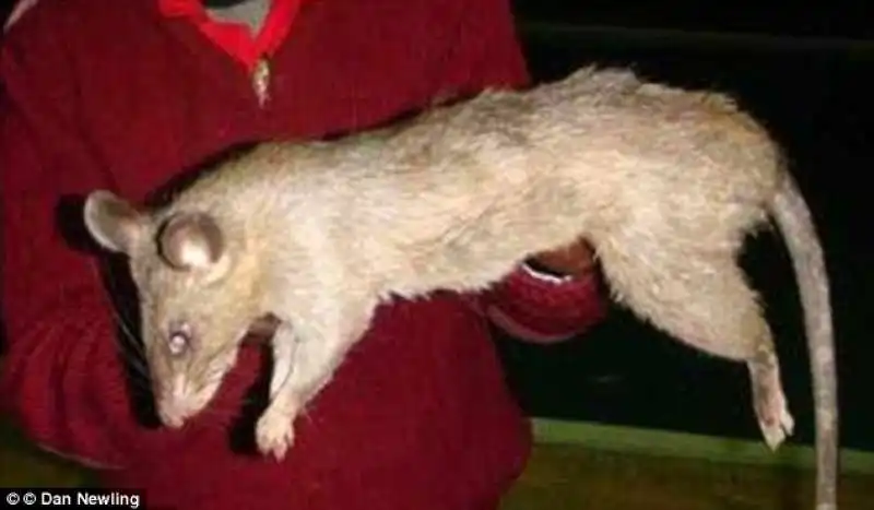 un ratto gigante in sudafrica