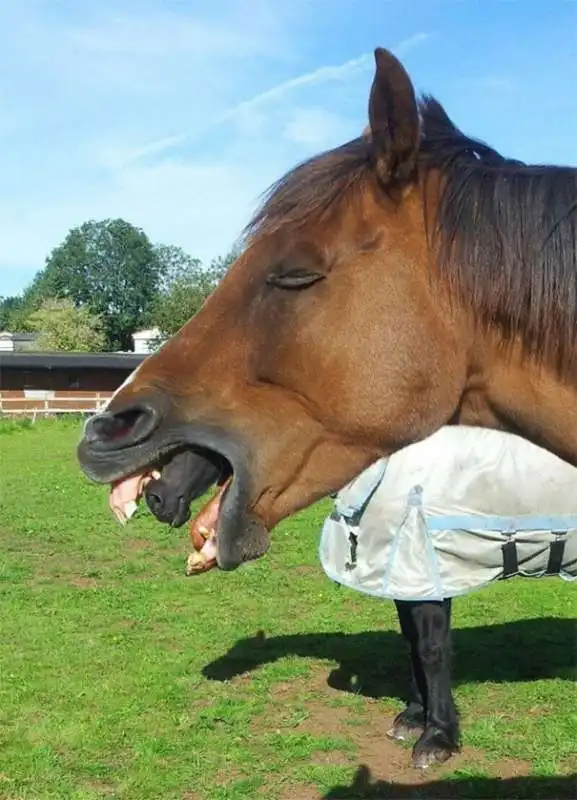 cavallo mangia cavallo