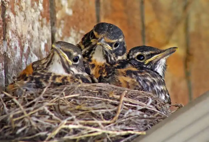 cuccioli uccelli