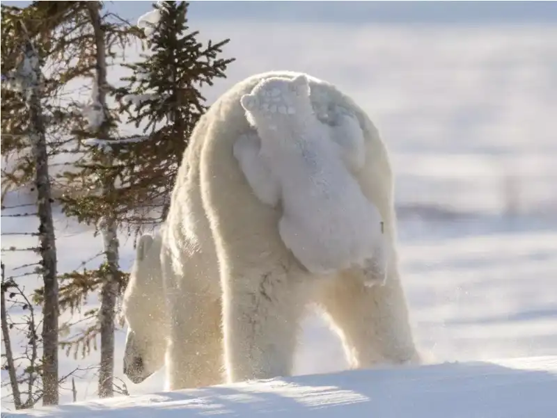 cucciolo di orso polare