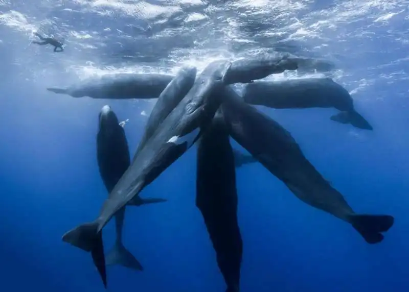 dominica e le balene