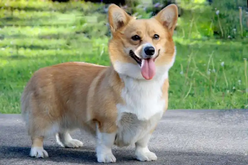 il corgi