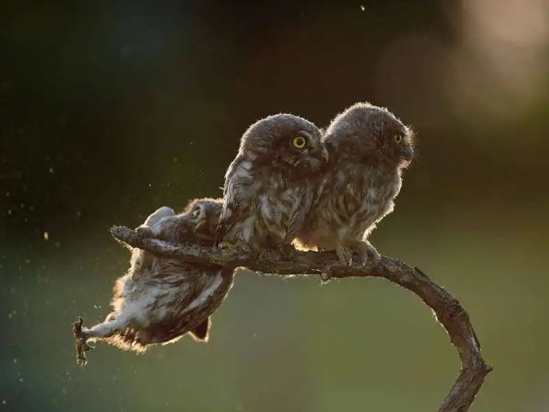 il cucciolo di gufo