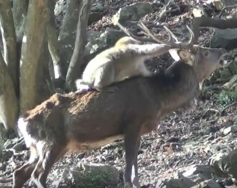 IL SESSO TRA LA FEMMINA DI MACACO GIAPPONESE E UN CERVO MASCHIO