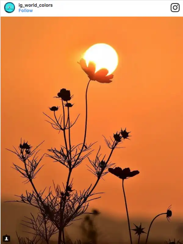 il sole appoggiato al fiore