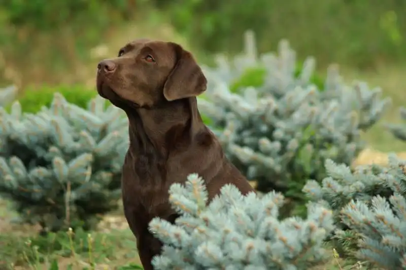 labrador