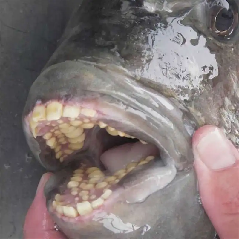 questo pesce coi denti umani