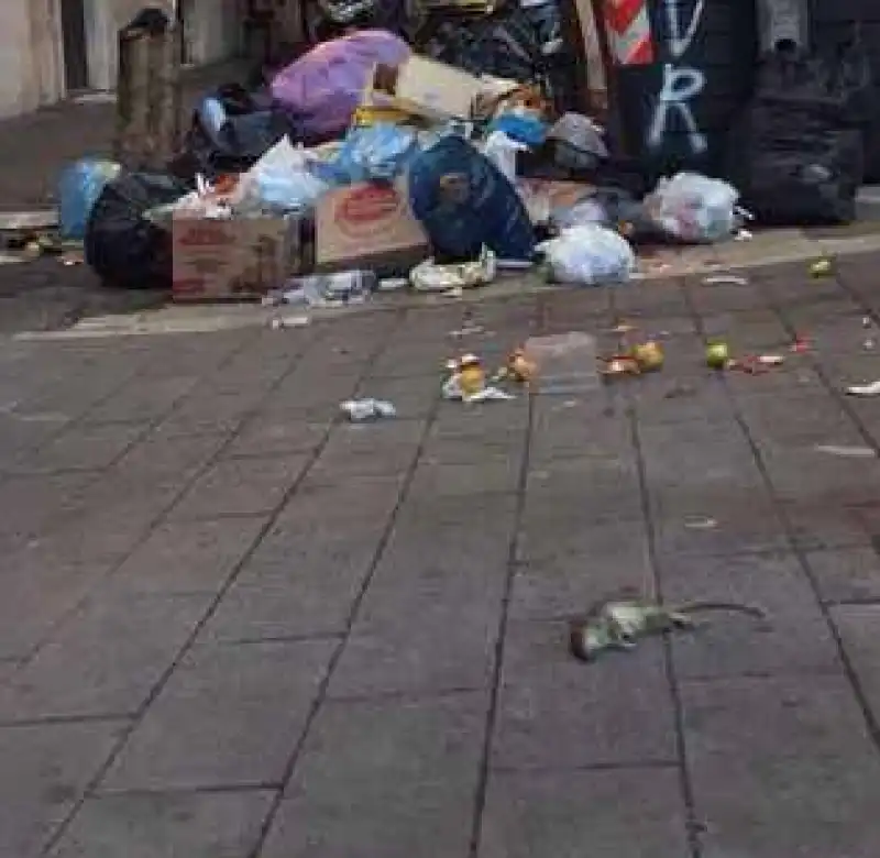 rifiuti topi morti roma