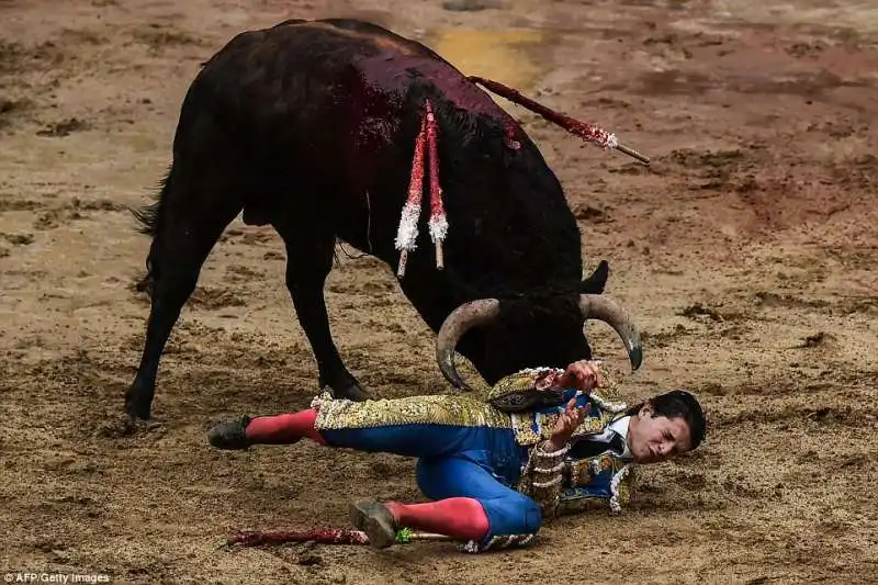 ritter quasi incornato dal toro